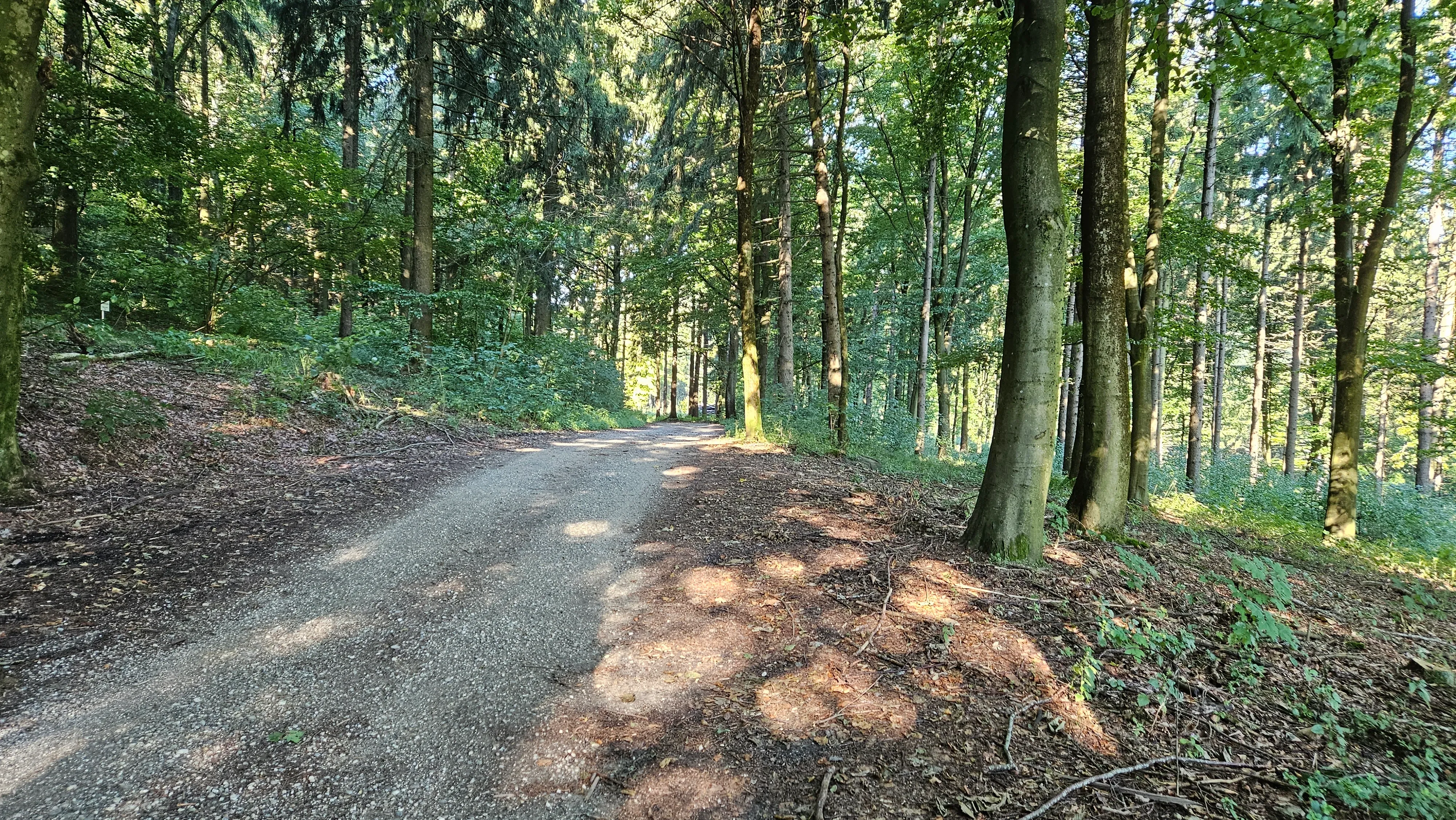 Schattiger Waldweg im Morgenlicht beim Aufstieg