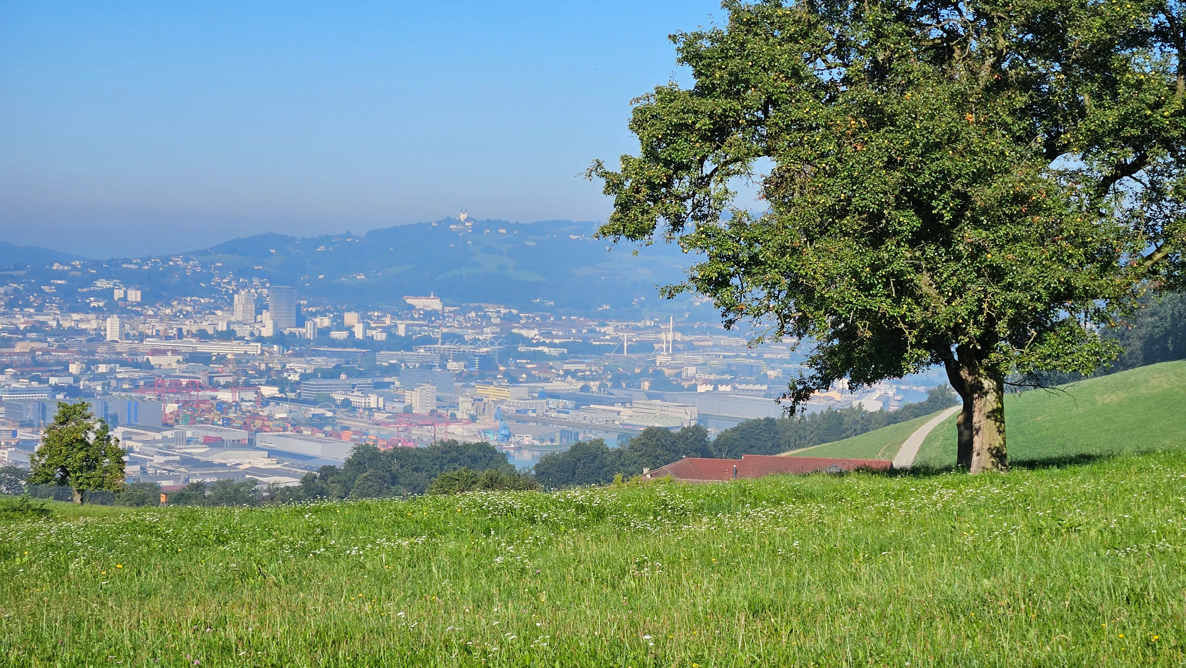 Blick vom Pfenningberg über die Wiesen hinab auf Linz, im Vordergrund ein einzelner Baum